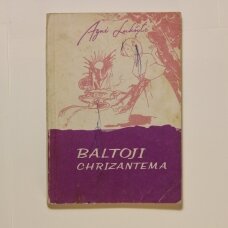 Baltoji chrizantema